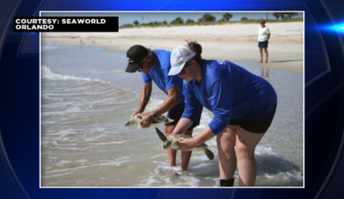 SeaWorld Orlando returns 9 rehabilitated green sea turtles to the Atlantic Ocean - WSVN 7News | Miami News, Weather, Sports