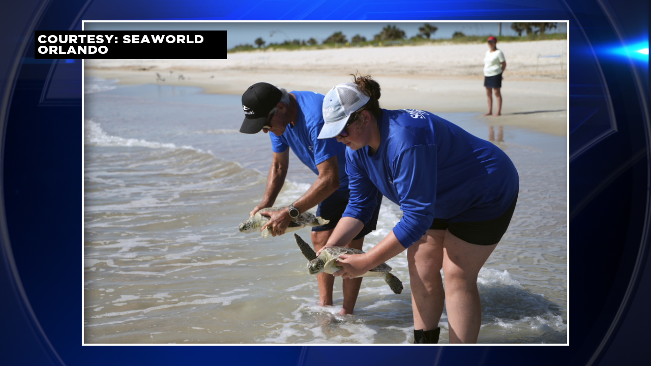 SeaWorld Orlando returns 9 rehabilitated green sea turtles to the Atlantic Ocean - WSVN 7News | Miami News, Weather, Sports