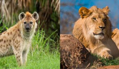 Busch Gardens Tampa Bay debuts world-class lion, hyena habitat