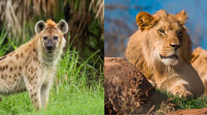 Busch Gardens Tampa Bay debuts world-class lion, hyena habitat