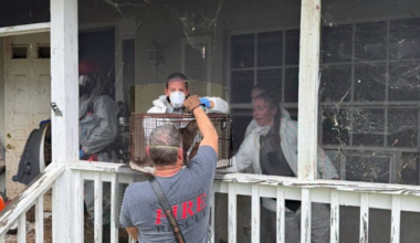 Florida postal worker accused of collecting cats, hoarding 92 animals in squalor