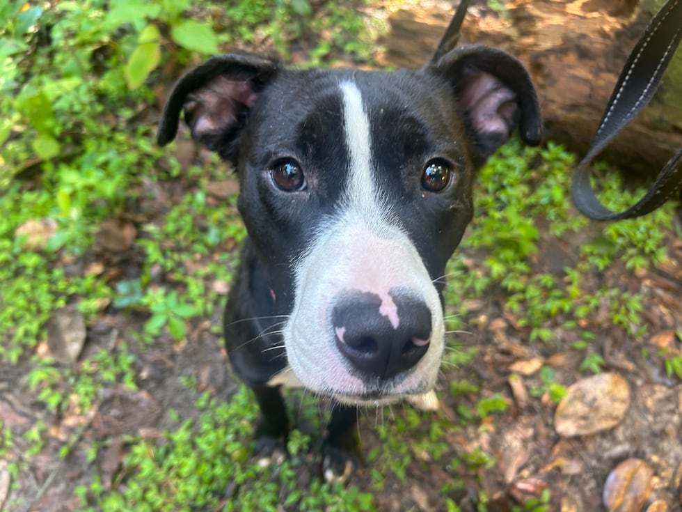 Minnie is a dainty darling who loves belly rubs and is as hungry for affection as she is for...