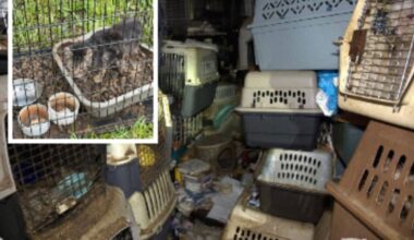 80 cats found in Florida home of mail carrier who collected strays along her route