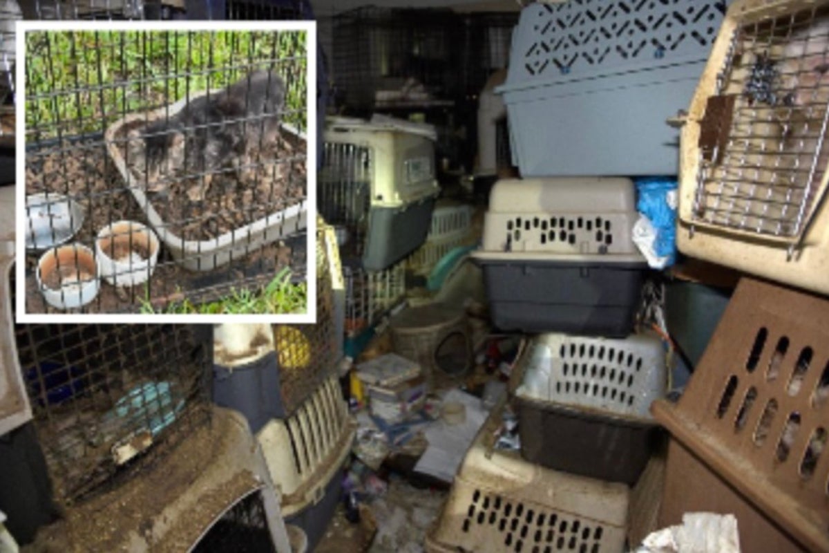 80 cats found in Florida home of mail carrier who collected strays along her route