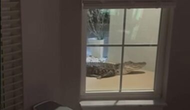 Watch: Security camera alerts Florida family to gator at the door