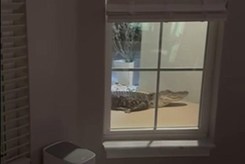 Watch: Security camera alerts Florida family to gator at the door
