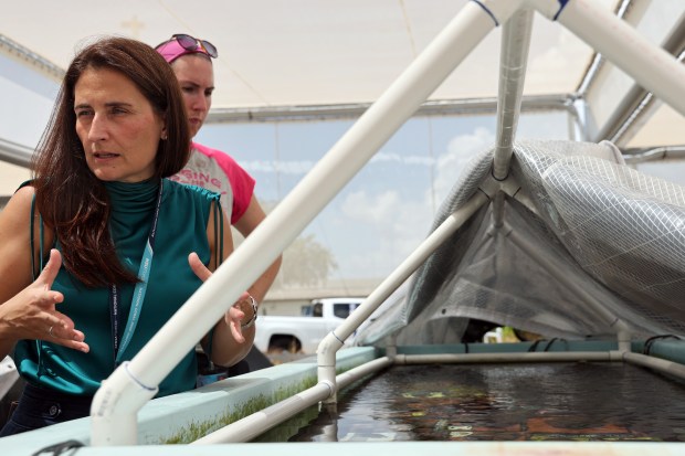 Joana Figueiredo, executive director of the National Coral Reef Institute (NCRI) and marine science professor at Nova Southeastern University (NSU), speaks about coral research at the Nova Southeastern University Oceanographic Center in Dania Beach on July 7. (Amy Beth Bennett / South Florida Sun Sentinel)