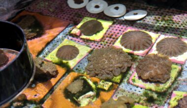 How experts are restoring ailing coral as the ocean warms