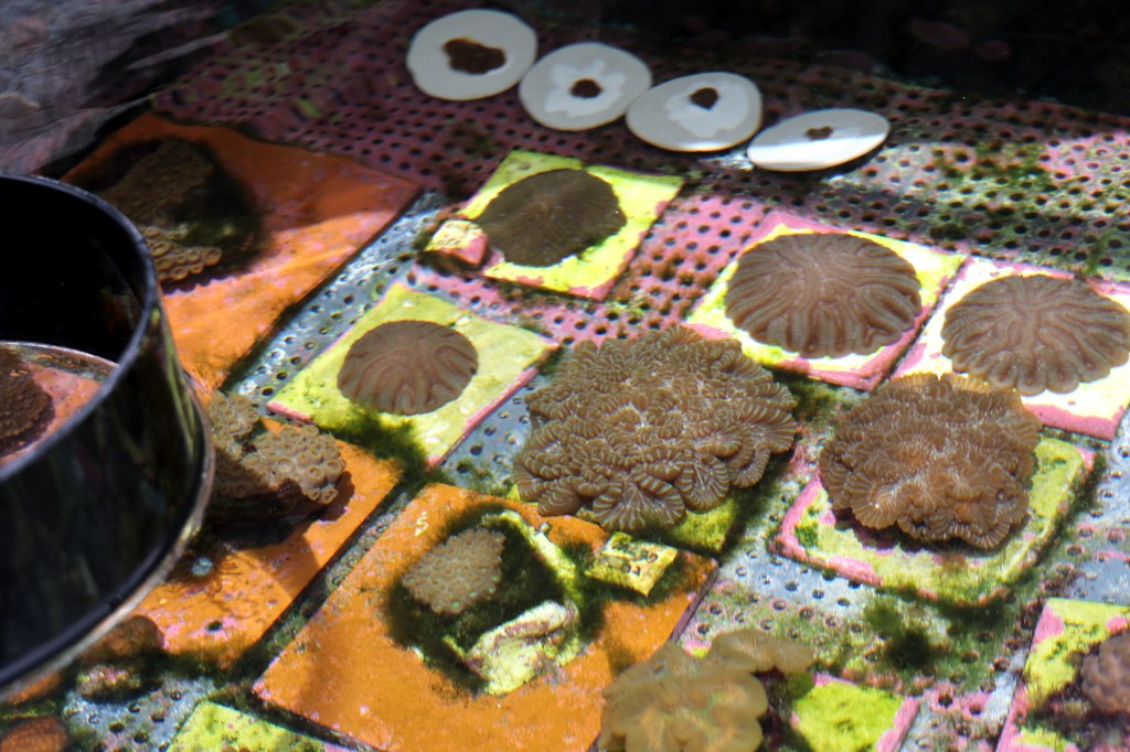 How experts are restoring ailing coral as the ocean warms