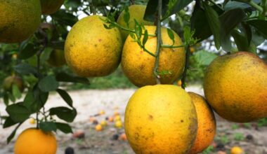 Florida’s citrus production tops forecast with end-of-season bump – Sun Sentinel