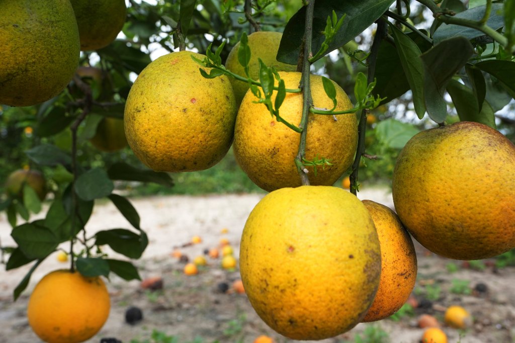 Florida’s citrus production tops forecast with end-of-season bump – Sun Sentinel