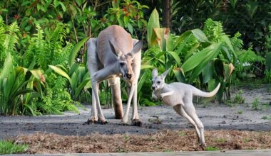 Pictures: Kangaroos star in Jumping Junction at Disney’s Animal Kingdom – Orlando Sentinel