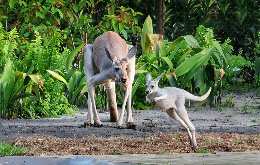 Pictures: Kangaroos star in Jumping Junction at Disney’s Animal Kingdom – Orlando Sentinel