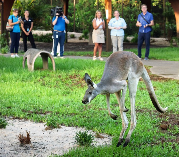A Western Grey Kangaroo hops along the guest path at the new Jumping Junction habitat at Disney's Animal Kingdom, Wednesday, July 15, 2026. Located at the park's Conservation Station, the attraction features an immersive, open-air walking tour with the animals for upclose, barrier-free viewing. The exhibit which opened June 22 currently has a total of 15 kangaroos and wallabies in residence. (Joe Burbank/Orlando Sentinel)
