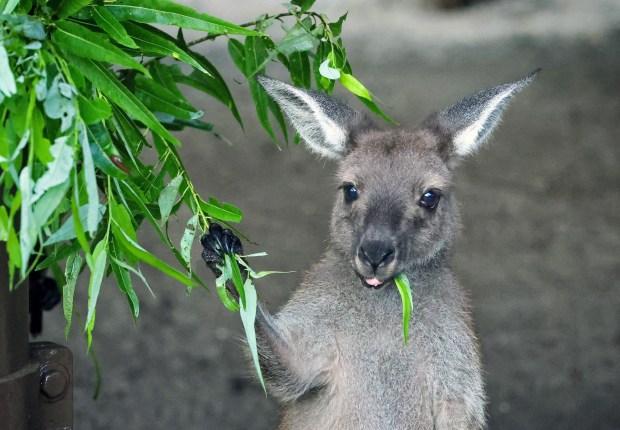 A juvenile Western Grey Kangaroo called a "joey" munches on greens at the new Jumping Junction habitat at Disney's Animal Kingdom, Wednesday, July 15, 2026. Located at the park's Conservation Station, the attraction features an immersive, open-air walking tour with the animals for upclose, barrier-free viewing. The exhibit which opened June 22 currently has a total of 15 kangaroos and wallabies in residence. (Joe Burbank/Orlando Sentinel)