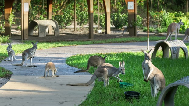 Kangaroos congregate on the guest path at the new Jumping Junction habitat at Disney's Animal Kingdom, Wednesday, July 15, 2026. Located at the park's Conservation Station, the attraction features an immersive, open-air walking tour with the animals for upclose, barrier-free viewing. The exhibit which opened June 22 currently has a total of 15 kangaroos and wallabies in residence. (Joe Burbank/Orlando Sentinel)