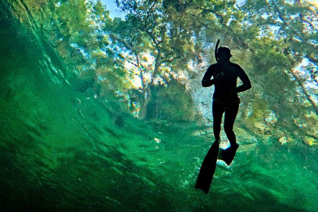 A snorkeler passes over the boil at Blue Spring State Park on April 3. (Joe Burbank/Orlando Sentinel)
