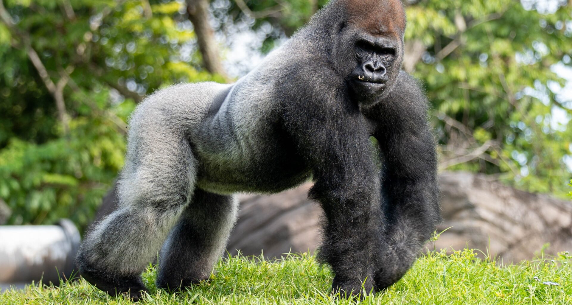 Disney's Animal Kingdom welcomes new gorilla leader Bakari
