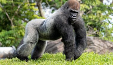 Disney's Animal Kingdom welcomes new gorilla leader Bakari