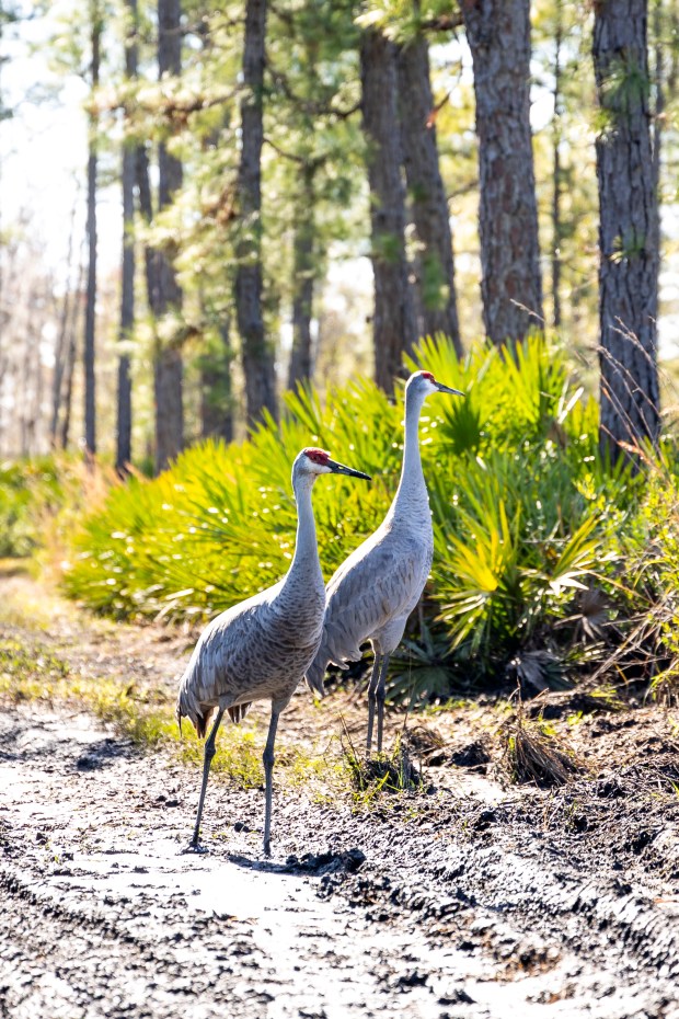 Sandhills cranes look for insects to eat in a muddy section of trail at Hontoon Island State Park in Volusia County on Jan. 31, 2024. (Patrick Connolly/Orlando Sentinel)