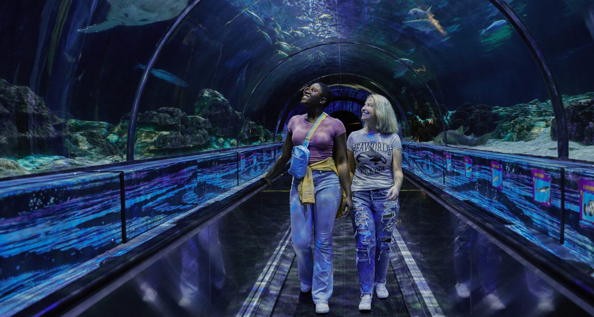 SeaWorld Orlando: Shark Week features shows, education, food