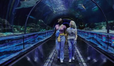 SeaWorld Orlando: Shark Week features shows, education, food