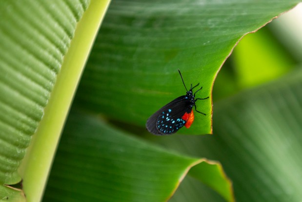 An Atala butterfly rests on a leaf at Lukas Nursery & Butterfly Encounter in Oviedo on May 21, 2026. (Patrick Connolly/Orlando Sentinel)