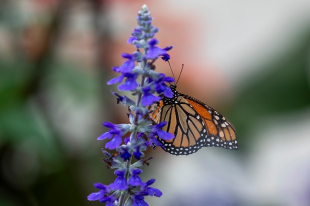 A monarch butterfly drinks nectar from a salvia plant at Lukas Nursery & Butterfly Encounter in Oviedo on May 21, 2026. (Patrick Connolly/Orlando Sentinel)