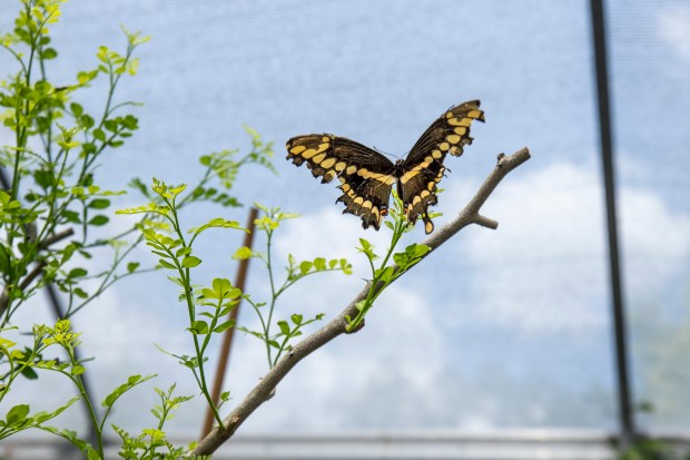 A giant swallowtail flies onto a plant at Lukas Nursery & Butterfly Encounter in Oviedo on May 21, 2026. (Patrick Connolly/Orlando Sentinel)