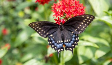 Lukas Nursery Butterfly Encounter: Filled with natural wonders