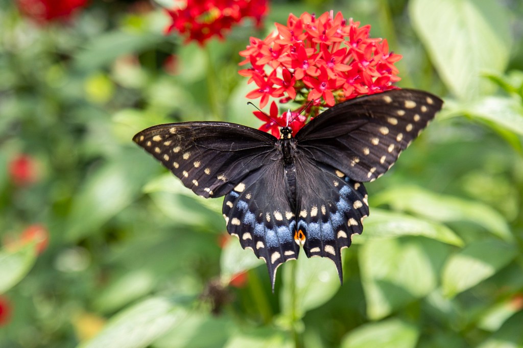 Lukas Nursery Butterfly Encounter: Filled with natural wonders