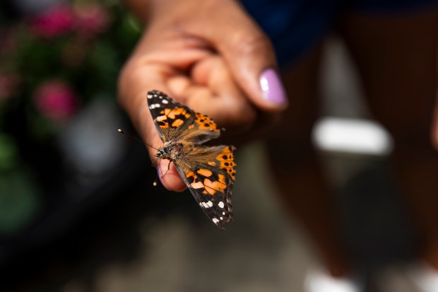 Painted ladies are in the dedicated "refueling station" room with up-close butterfly interactions at Lukas Nursery & Butterfly Encounter in Oviedo on May 21, 2026. (Patrick Connolly/Orlando Sentinel)