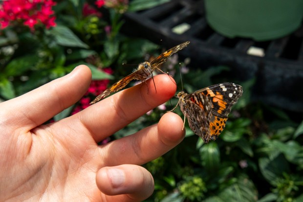 Painted ladies are in the dedicated "refueling station" room with up-close butterfly interactions at Lukas Nursery & Butterfly Encounter in Oviedo on May 21, 2026. (Patrick Connolly/Orlando Sentinel)