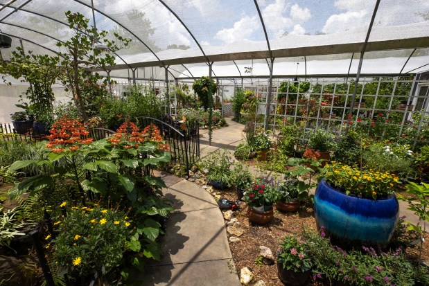 Hundreds of butterflies can be found within the butterfly enclosure at Lukas Nursery & Butterfly Encounter in Oviedo on May 21, 2026. (Patrick Connolly/Orlando Sentinel)