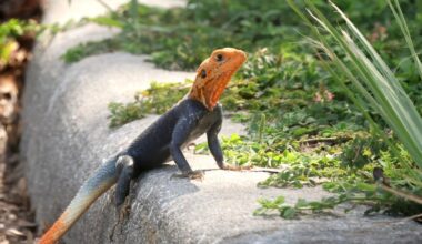 Invasive lizards move into Central Florida, more likely coming