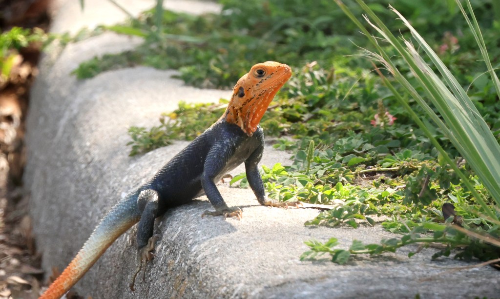 Invasive lizards move into Central Florida, more likely coming
