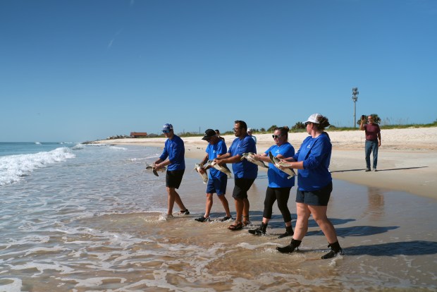 SeaWorld Orlando Rescue Team returned 9 rehabilitated green sea turtles to the Atlantic Ocean in Flager County earlier this month. SeaWorld has rescued 38 sea turtles and returned 27 to the wild so far this year. (SeaWorld Orlando)