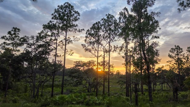 The sun sinks behind the trees as seen from the Florida Trail during the Skunk Ape Night Run in Green Swamp on July 18, 2026. (Patrick Connolly/Orlando Sentinel)
