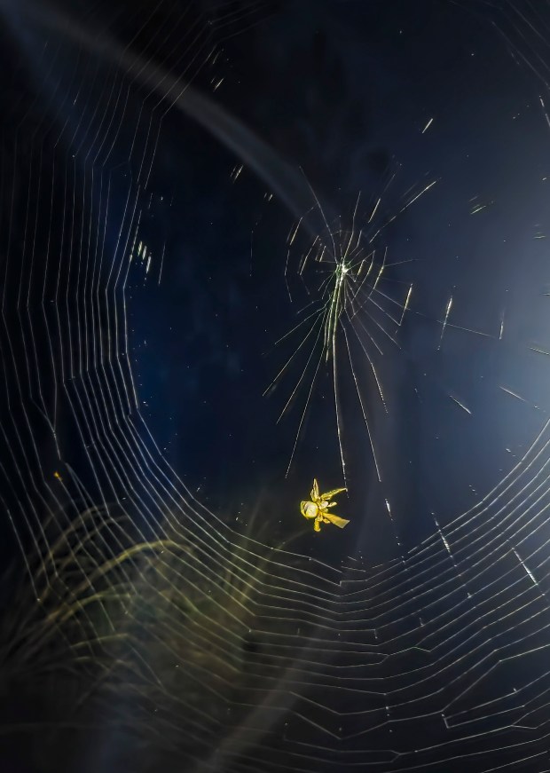 A giant spider is spotted on the trail during the Skunk Ape Night Run in Green Swamp on July 18, 2026. (Patrick Connolly/Orlando Sentinel)