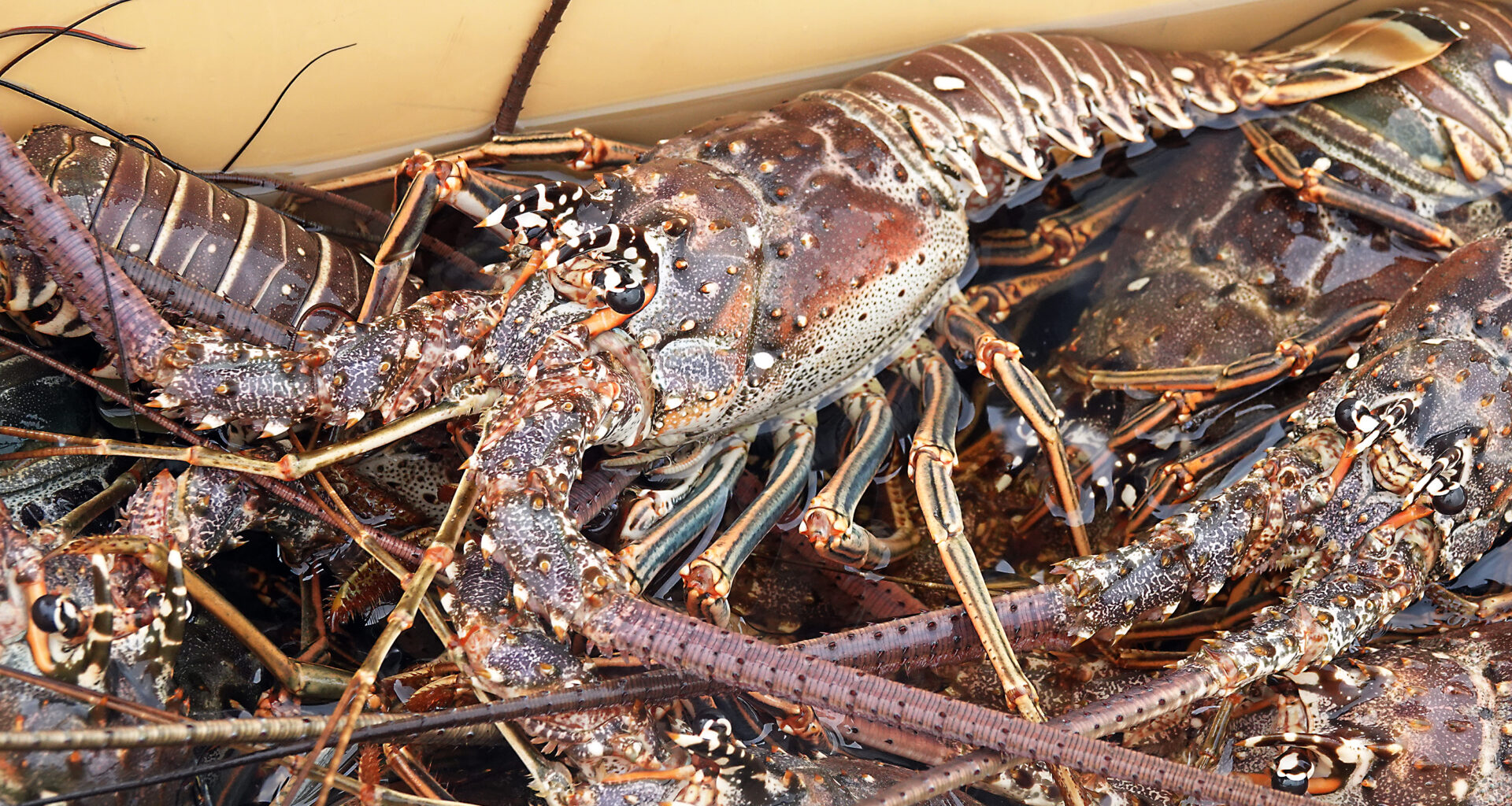 Regulations, safety tips for Florida's lobster mini season