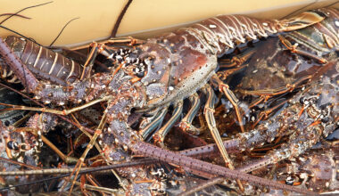 Regulations, safety tips for Florida's lobster mini season
