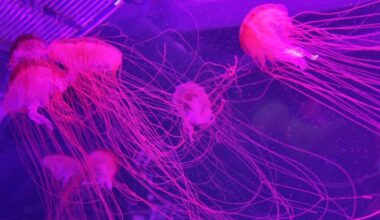 The Jellyfish Museum in Pompano Beach: Where ancient creatures reveal modern miracles