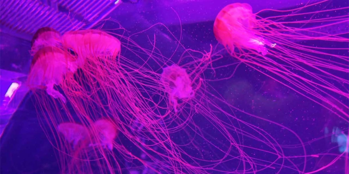 The Jellyfish Museum in Pompano Beach: Where ancient creatures reveal modern miracles