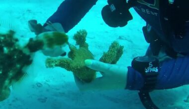University of Miami races to rescue elkhorn coral from warming seas – NBC 6 South Florida