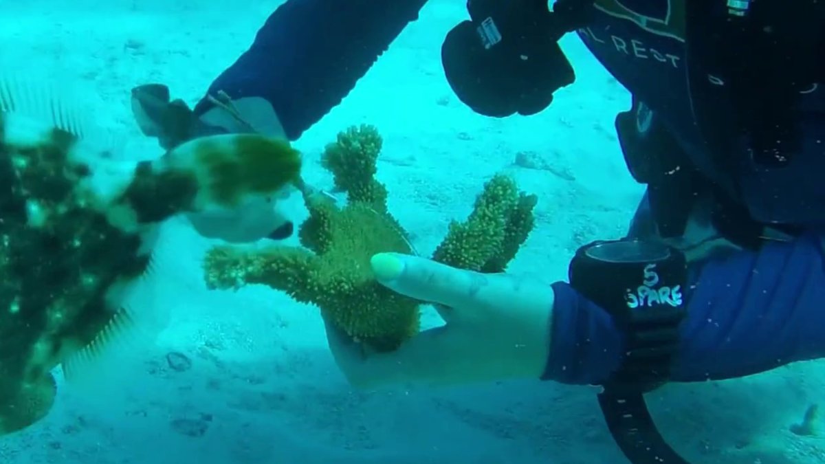 University of Miami races to rescue elkhorn coral from warming seas – NBC 6 South Florida