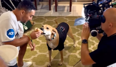 Sad-eyed dog at MLB game finally gets his hot dog