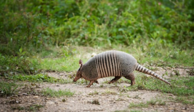 Armadillos likely behind Florida’s surge in leprosy cases. Here’s what you need to know