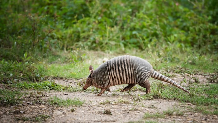 Armadillos likely behind Florida’s surge in leprosy cases. Here’s what you need to know