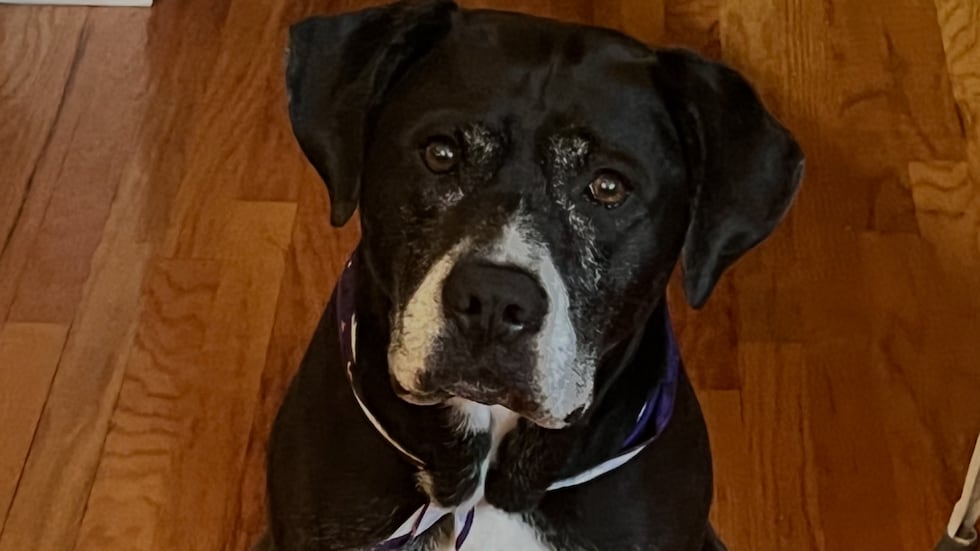 Family seeking answers after beloved dog found shot on their porch