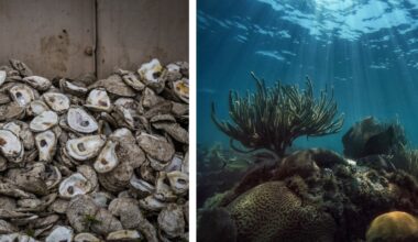 Florida, conservation, ocean conservation